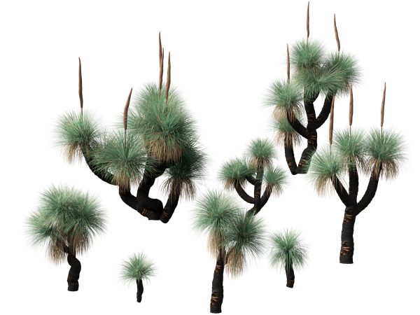 Tropical & Architectural Foliage Pack 51 - Image 5