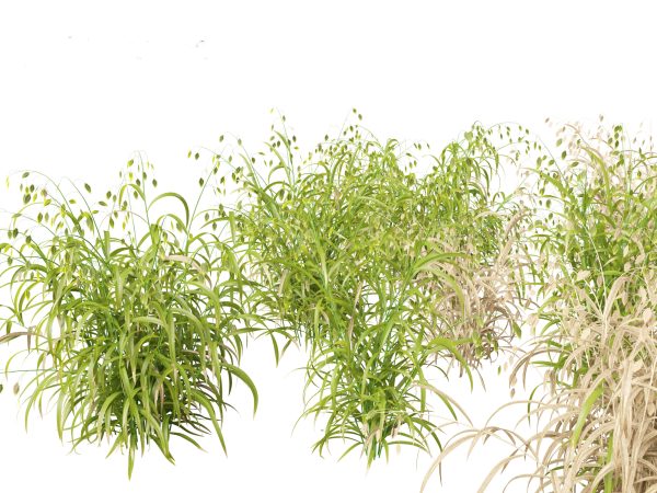 Elegant Garden Grasses Pack 38 - Image 8
