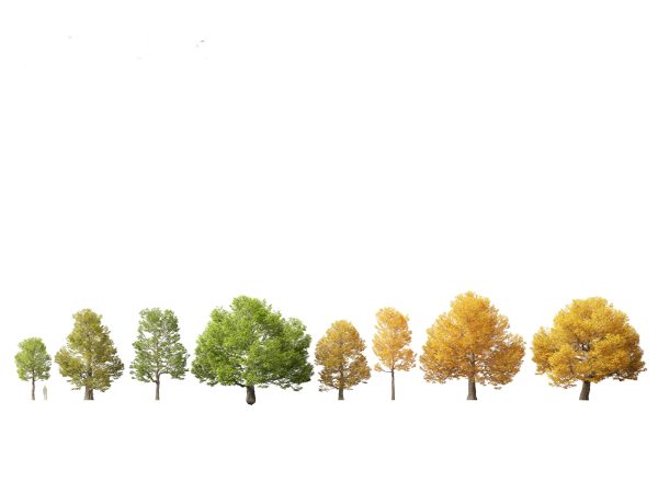 Parkland & Avenue Trees Pack 12 - Image 5