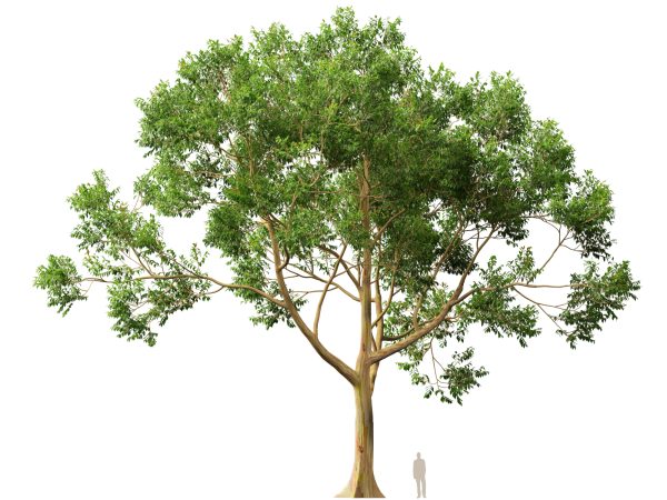 Eucalyptus deglupta - Rainbow Gum 3D Model - Image 14
