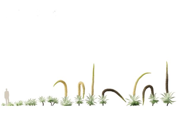Succulents & Desert Plants Pack 07 - Image 4