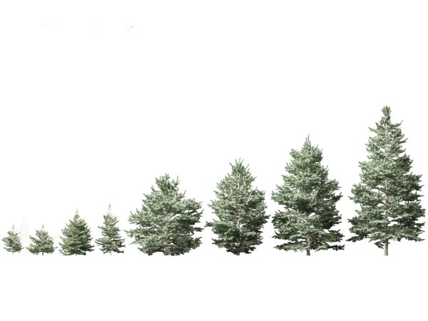 Alpine & Mountain Conifers Pack 14 - Image 2
