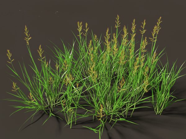 Meadow & Grassland Plants Pack 34 - Image 17