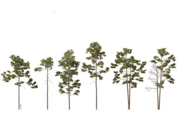Evergreen Conifers Pack 05 - Image 10