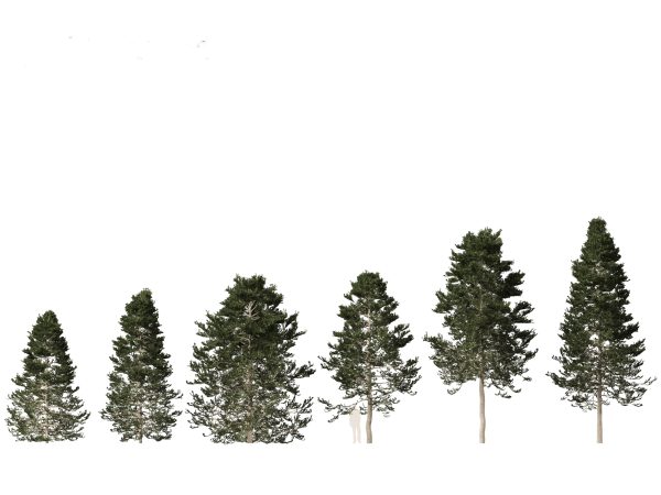 Evergreen Conifers Pack 05 - Image 13