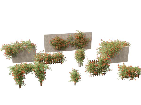 Exotic Vines & Climbers Pack 37 - Image 4