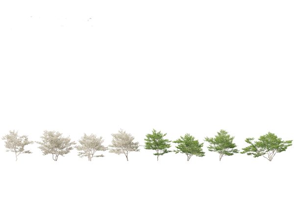 Spring Blossoms Pack 10 - Image 7