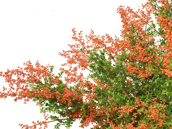 Temperate Flowering Shrubs & Trees Pack 54 - Image 24