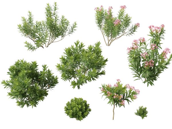 Mediterranean & Arid Plants Pack 44 - Image 14