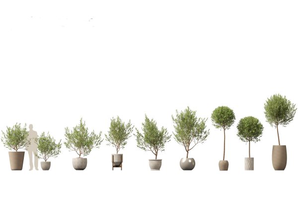 Large Potted Greenery Pack 40 - Image 12