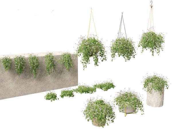 Exotic Vines & Climbers Pack 37 - Image 16