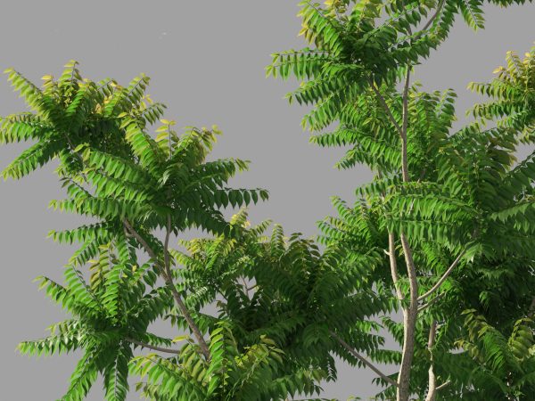 Tropical & Subtropical Trees Pack 46 - Image 19