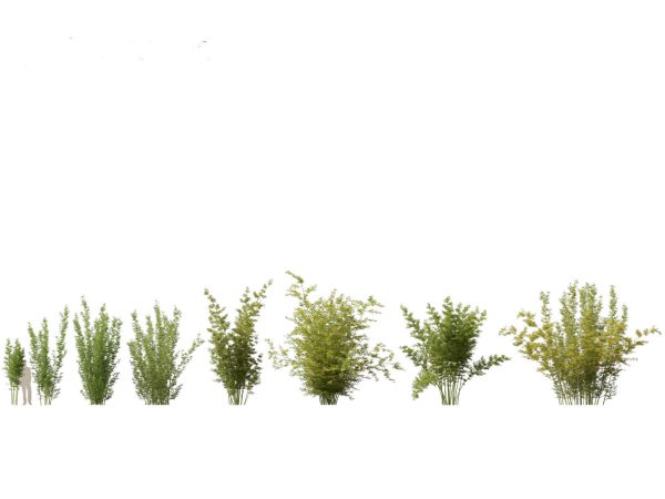 Elegant Bamboo & Grasses Pack 33 - Image 8