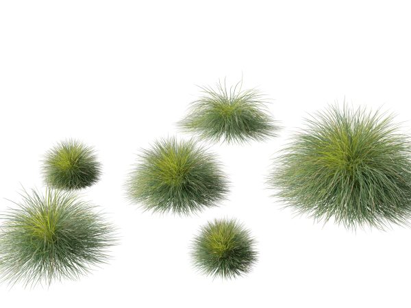 Elegant Garden Grasses Pack 38 - Image 15
