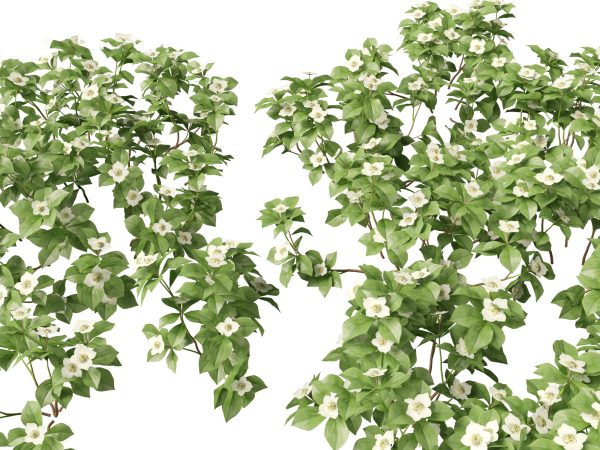 Aquatic & Wetland Plants Pack 45 - Image 4
