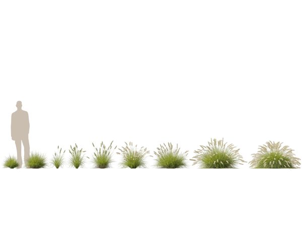 Pennisetum alopecuroides Pennstripe – Swamp Foxtail Grass 3D Model - Image 2