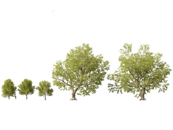 Parkland & Avenue Trees Pack 12 - Image 7