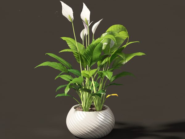 Decorative Indoor Plants Essentials Pack 41 - Image 25