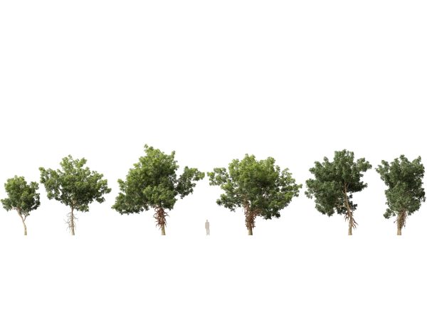 Couroupita guianensis - Cannon Ball Tree 3D Model