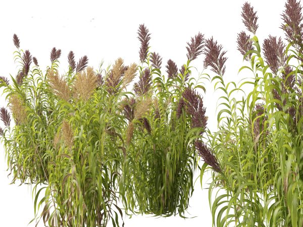Elegant Garden Grasses Pack 38 - Image 4