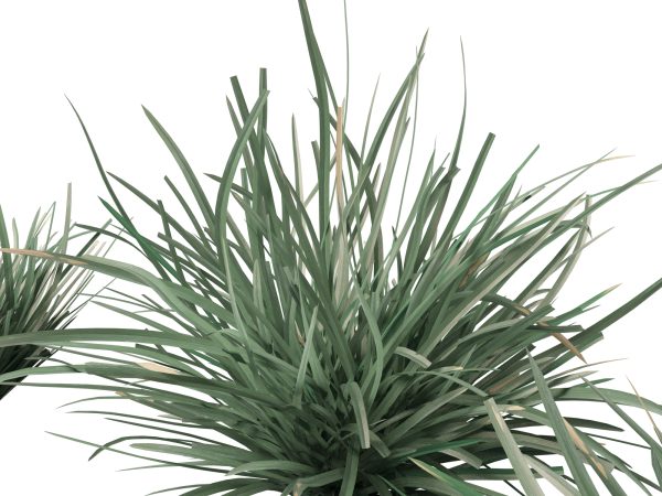 Lomandra filiformis Savanna Blue - Wattle Mat-Rush 3D Model - Image 4