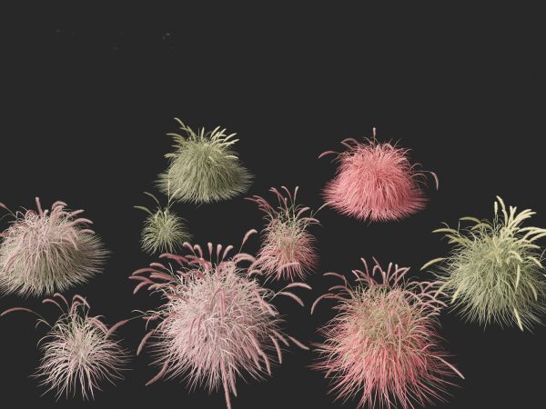 Decorative Ornamental Grasses Pack 29 - Image 16