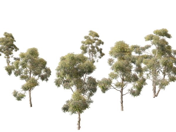 Australian Native Trees Pack 31 - Image 19