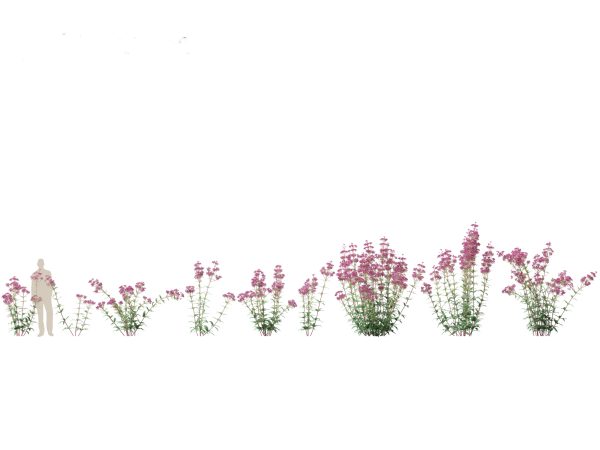 Garden Greenery Essentials Pack 39 - Image 15