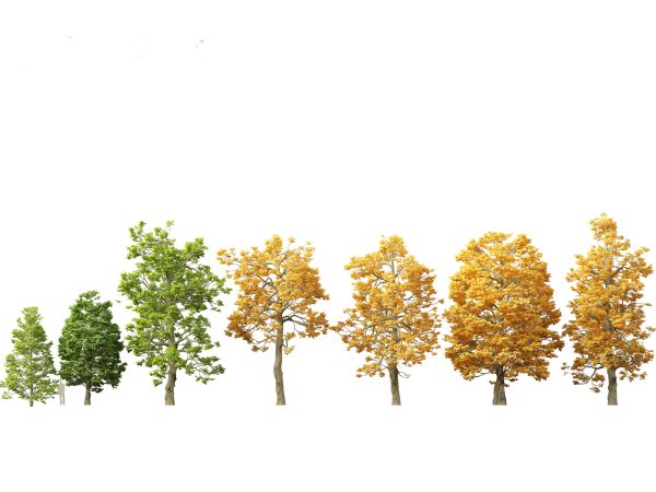 Autumn Colors Collection Pack 06 - Image 15