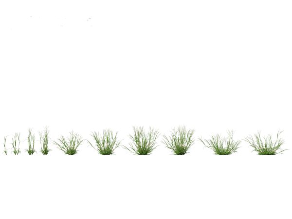Meadow & Grassland Plants Pack 34 - Image 14