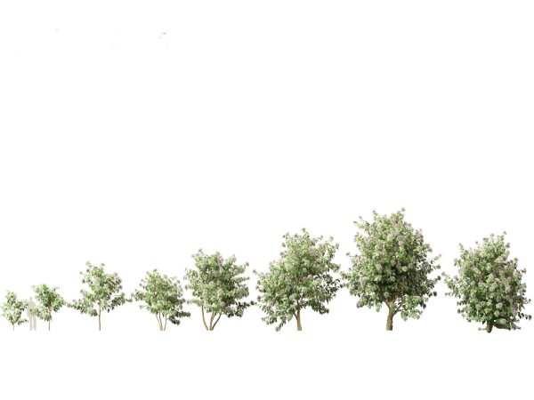 Flowering Shrubs & Blossoms Pack 04 - Image 7