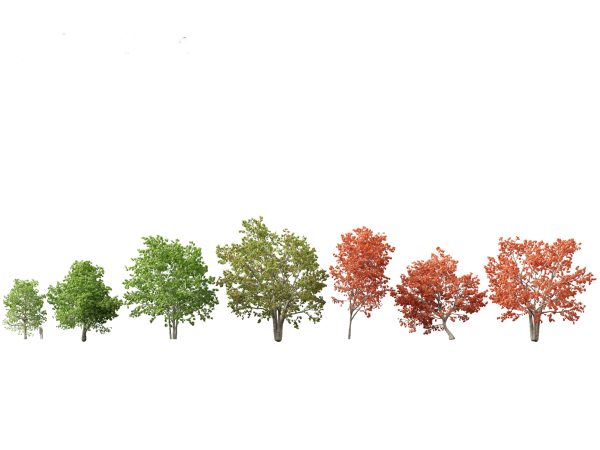 Autumn Colors Collection Pack 06 - Image 13