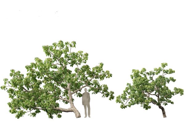 Tropical & Subtropical Trees Pack 46 - Image 21