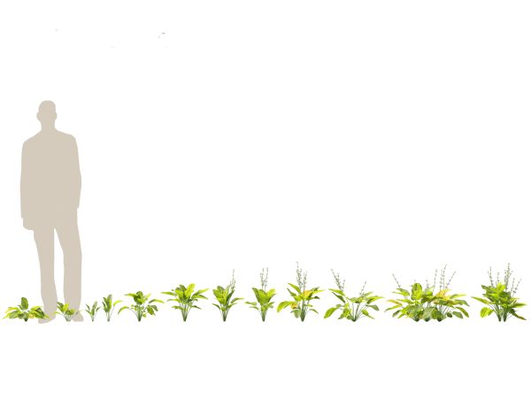 Jungle Foliage Pack 16 - Image 9