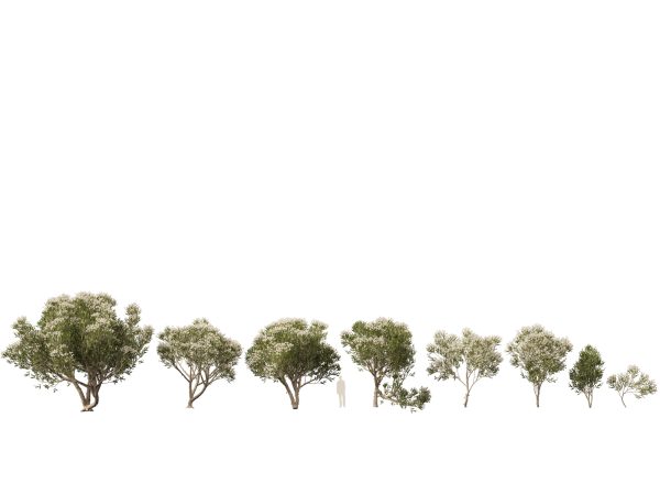 Australian Native Trees Pack 31 - Image 24