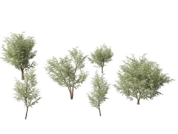 Australian Native Trees Pack 31 - Image 17